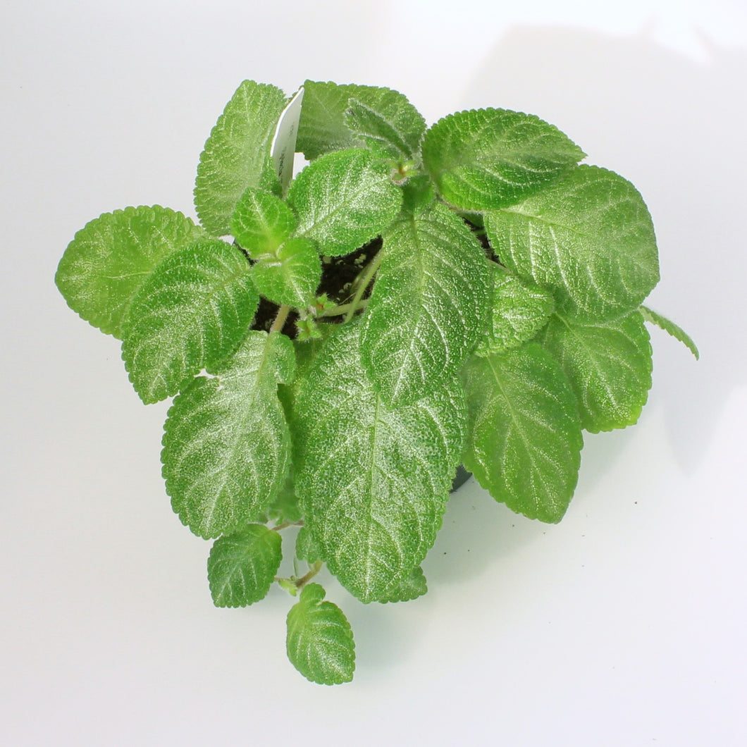 Episcia cupreata 'Slinky Pink'