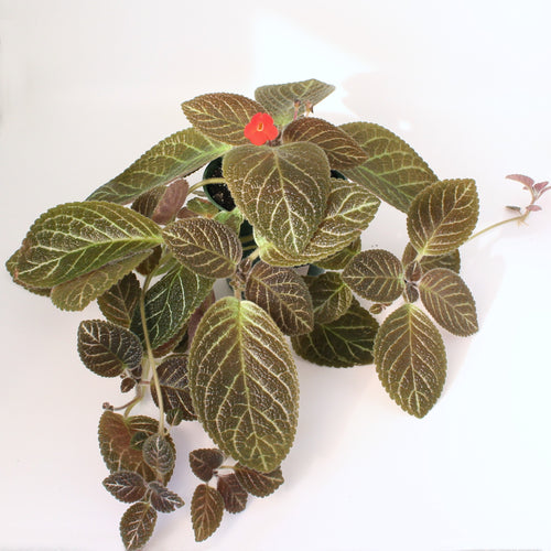 Episcia 'TooGooDoo'