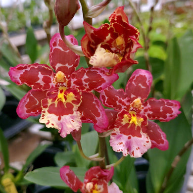 Wilsonara Eye Candy -Oncidium Orchid