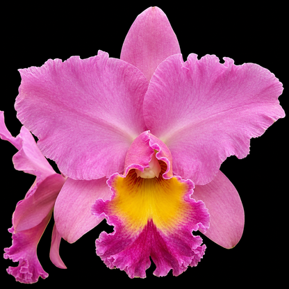 *FLASK* Bc. Donna Kimura AM/AOS  x Blc. Goldenzelle
