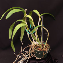 Load image into Gallery viewer, Blc. Green Goddess ‘Golden Delight’ AM/AOS *DIVISION*