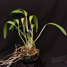 Load image into Gallery viewer, Blc. Green Goddess ‘Golden Delight’ AM/AOS *DIVISION*