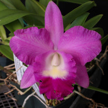 Load image into Gallery viewer, Blc. (Moon Miss x Dubiosa) x Lc. Mini Purple 'Heavens to Betsy'