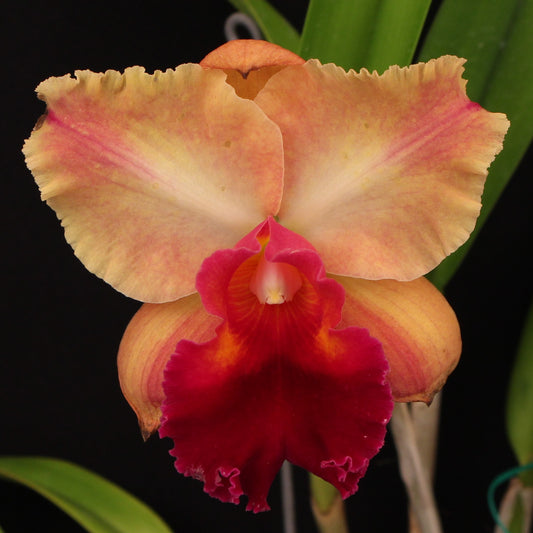 Lc. Mary Ellen Carter x Blc. Brunswick Gem *NEW*