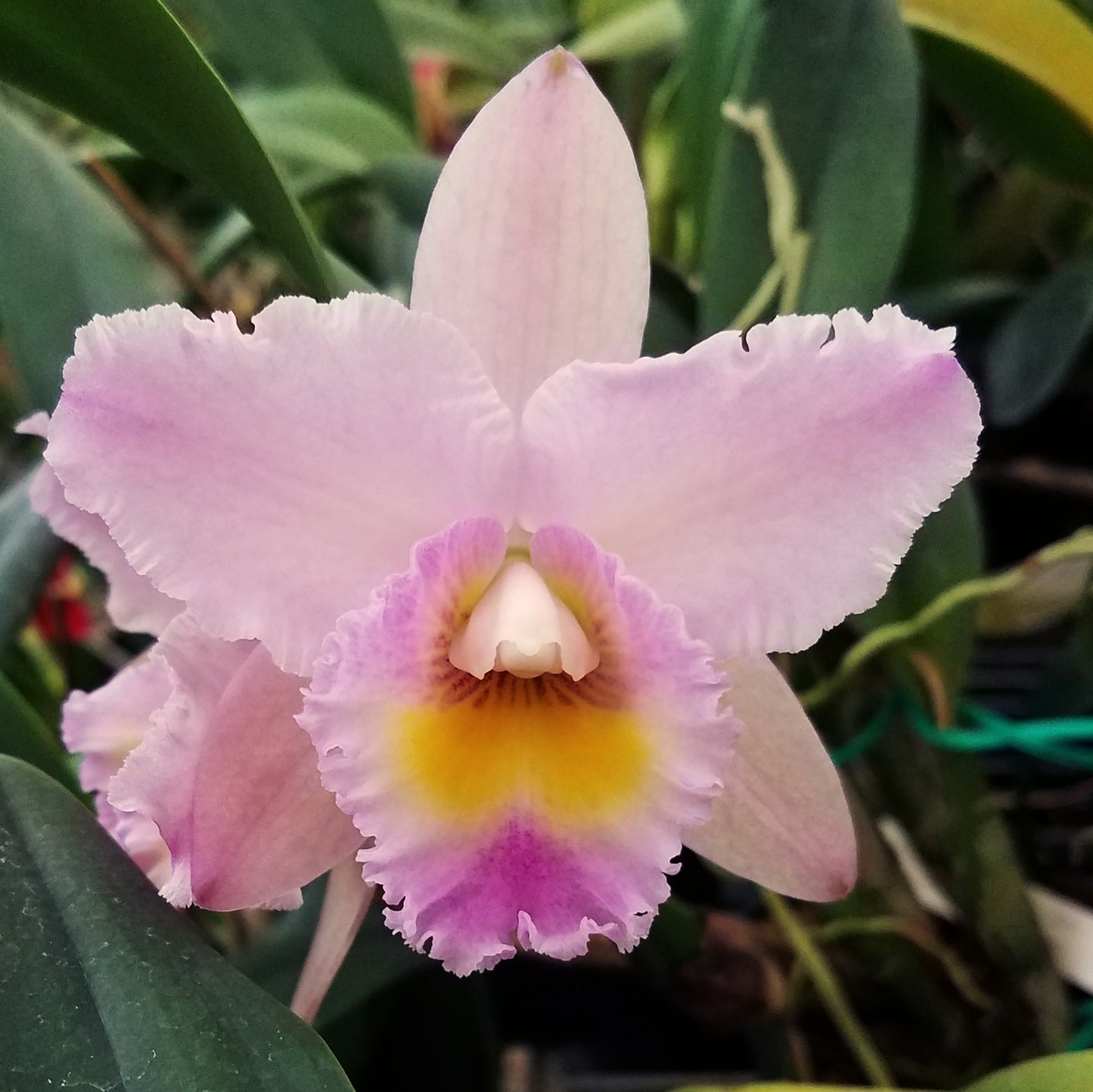 *6-Pack* Blc. Annie Belle x Pot. Melisa