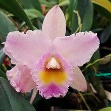 Load image into Gallery viewer, *FLASK* Blc. Annie Belle x Pot. Melisa