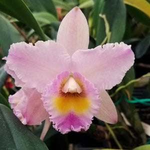 *FLASK* Blc. Annie Belle x Pot. Melisa
