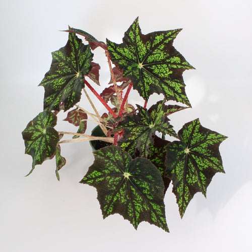 Begonia heracleifolia var. nigricans 'Black Magic'