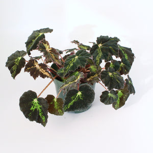 Begonia ‘Black Velvet'