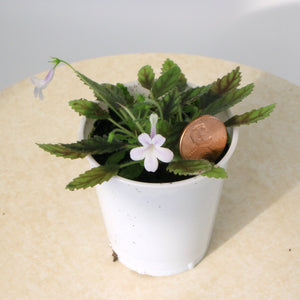 Sinningia musicola