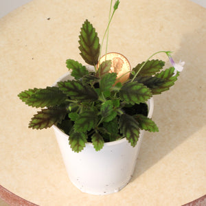 Sinningia musicola