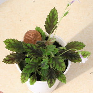 Sinningia musicola