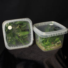 Load image into Gallery viewer, *FLASK* Blc. Annie Belle x Pot. Melisa