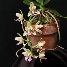 Load image into Gallery viewer, *FLASK* Sedirea japonica x self