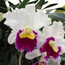 Load image into Gallery viewer, *FLASK* Lc. Valley Isle Queen x Lc. Good Fairy