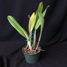 Load image into Gallery viewer, Blc. Newberry Joy &#39;Mendenhall&#39;  *Division*