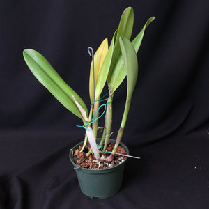 Blc. Newberry Joy 'Mendenhall'  *Division*