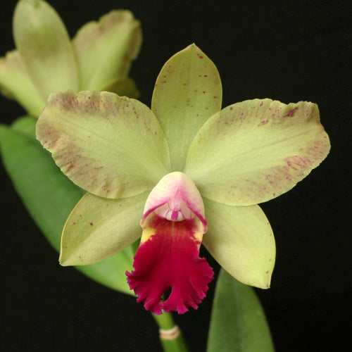 Sc. June Bug 'Cole #3' x Lc. Tammy R. Kelly ‘Newberry’