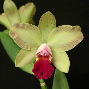 Sc. June Bug 'Cole #3' x Lc. Tammy R. Kelly ‘Newberry’