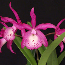 Load image into Gallery viewer, Brassocattleya Taiwan Mermaid 'STK'