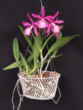 Load image into Gallery viewer, Brassocattleya Taiwan Mermaid 'STK'