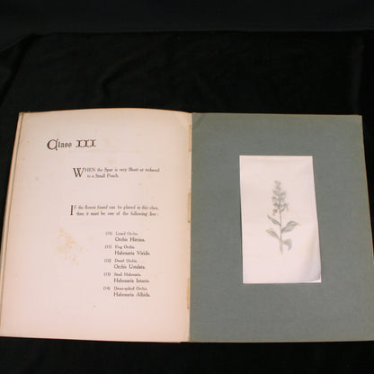 British Orchids: How to Tell One from Another