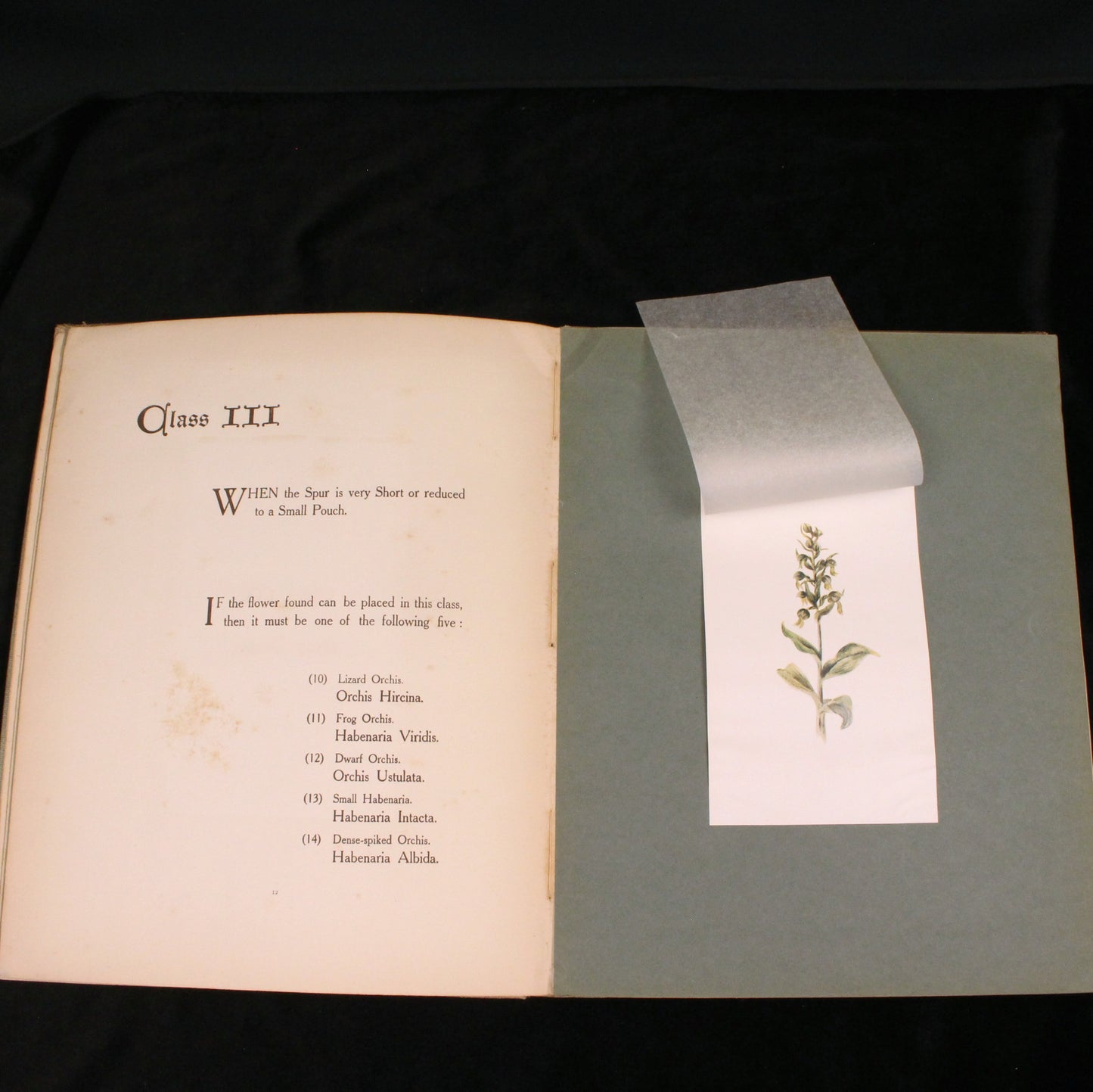 British Orchids: How to Tell One from Another