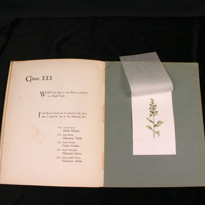 British Orchids: How to Tell One from Another