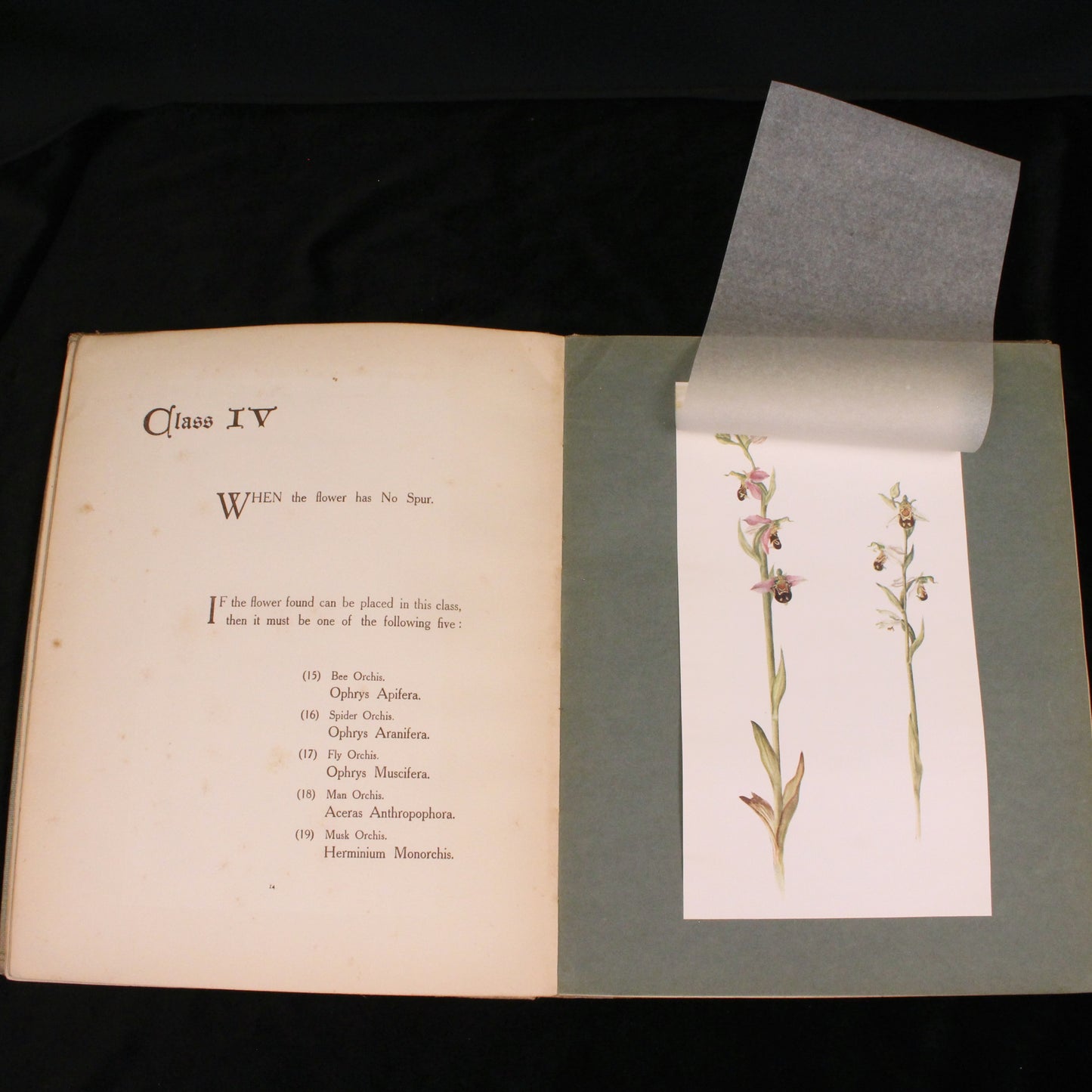 British Orchids: How to Tell One from Another
