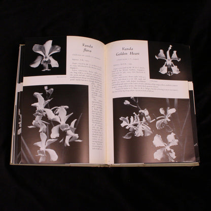 Malayan Orchid Hybrids