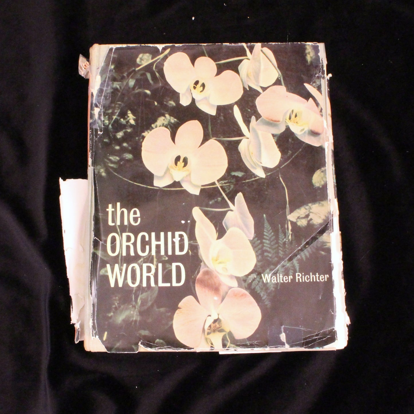 The Orchid World (First English Translation)