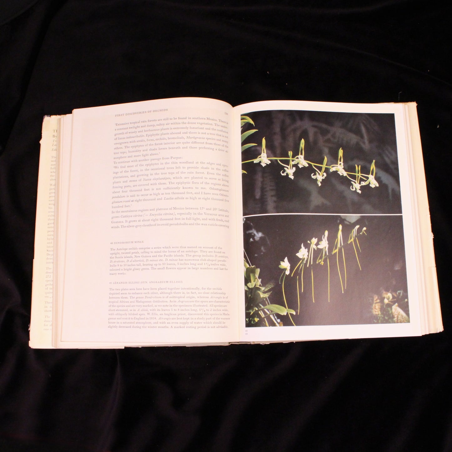 The Orchid World (First English Translation)