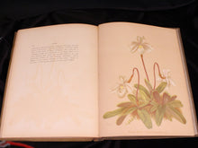 Load image into Gallery viewer, Orchids: The Royal Family of Plants