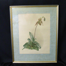 Load image into Gallery viewer, Ladyslipper Print- Reichenbachia