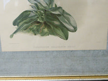 Load image into Gallery viewer, Ladyslipper Print- Reichenbachia