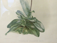 Load image into Gallery viewer, Ladyslipper Print- Reichenbachia
