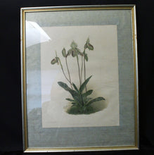 Load image into Gallery viewer, Ladyslipper Print- Reichenbachia