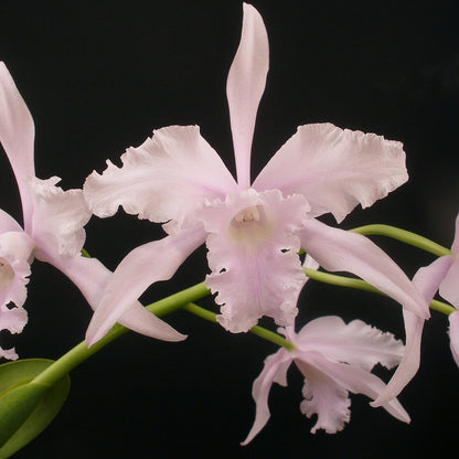 **PARTIAL COMMUNITY TRAY** Laelia lobata (B)