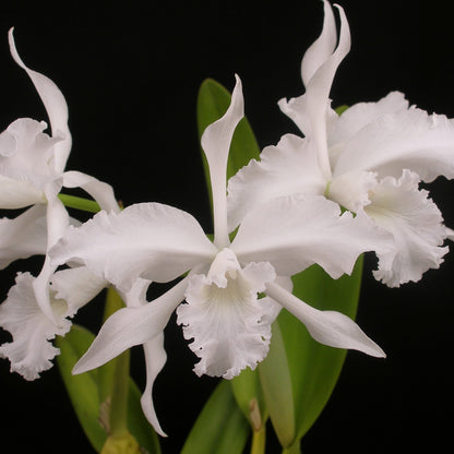 **PARTIAL COMMUNITY TRAY** Laelia lobata (B)