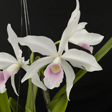 Load image into Gallery viewer, **1/2 TRAY** Laelia purpurata var. delicata