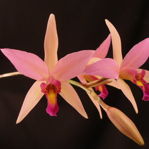 Laelia Santa Barbara Sunset ‘Showtime’ AM/AOS
