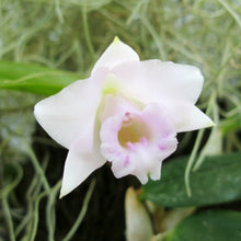 Load image into Gallery viewer, Laelia alaorii x sibling  *Miniature Species*