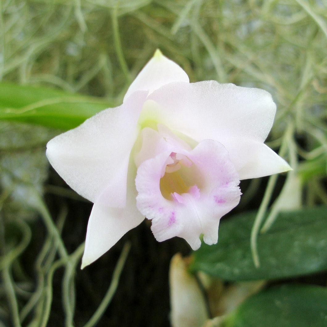 Laelia alaorii x sibling  *Miniature Species*