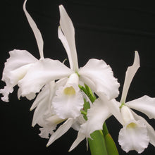 Load image into Gallery viewer, **COMMUNITY TRAY** Laelia purpurata var. alba