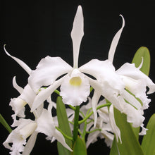 Load image into Gallery viewer, **COMMUNITY TRAY** Laelia purpurata var. alba