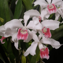 Load image into Gallery viewer, *1/2 TRAY** Laelia purpurata var. carnea