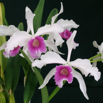 Blc. Kathryn Elisabeth Brooker x Laelia purpurata