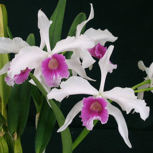 Blc. Kathryn Elisabeth Brooker x Laelia purpurata
