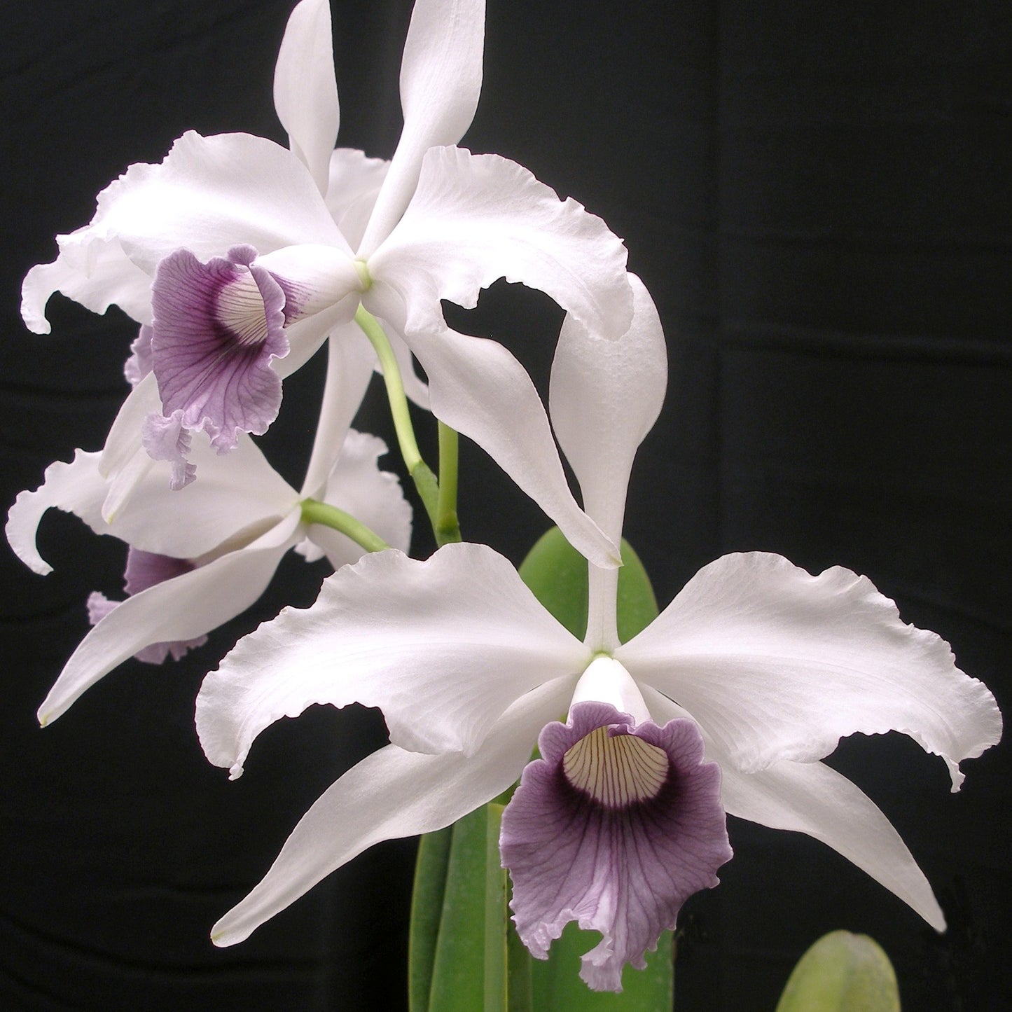 *1/2  TRAY** Laelia purpurata var. werkhauseri
