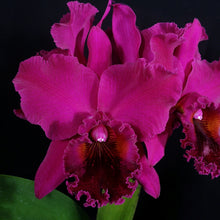 Load image into Gallery viewer, *FLASK* Blc. Muscadine Wine